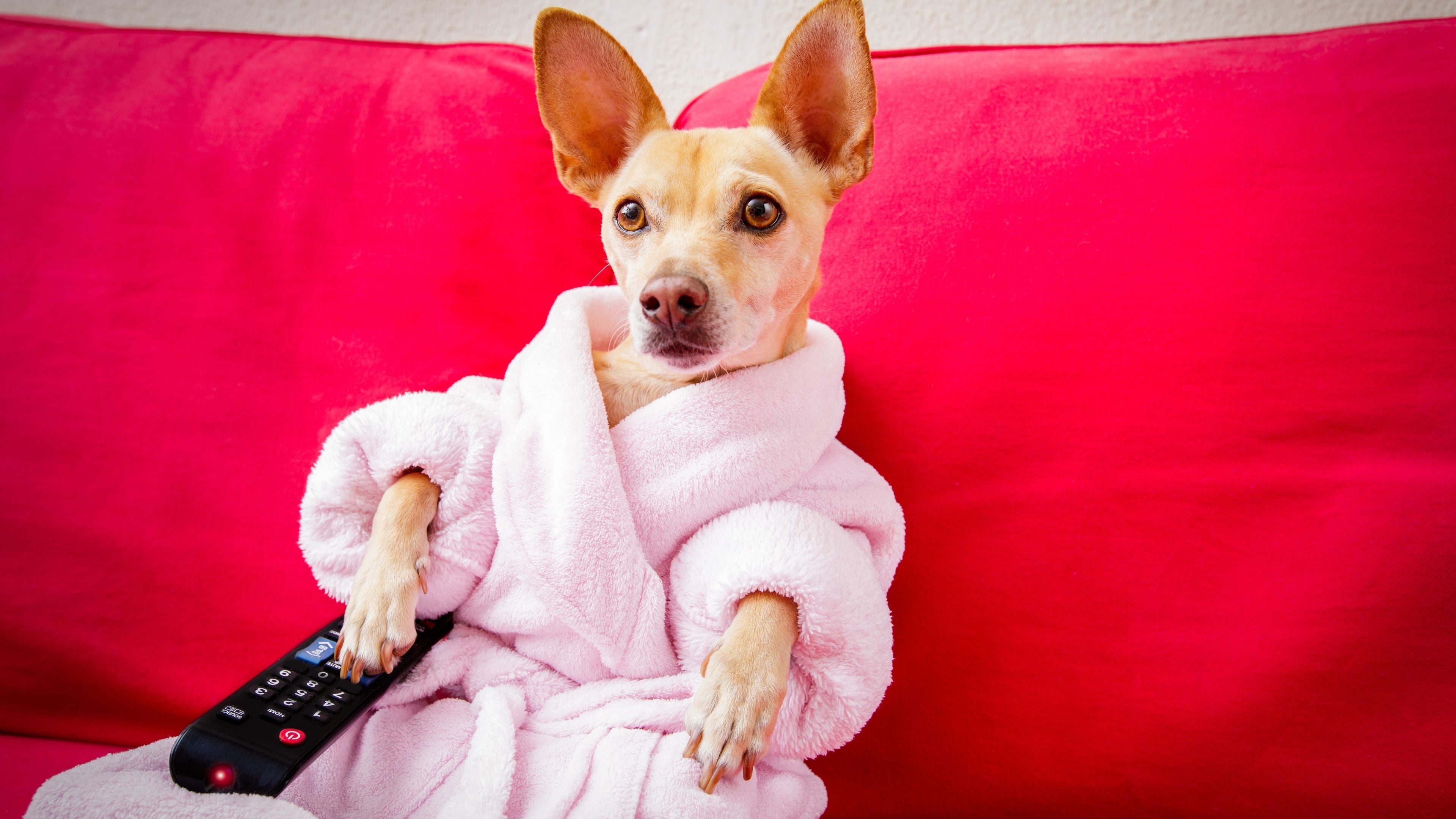 Why Dogs Love Chewing Remotes (And How to Get a New One Fast!)